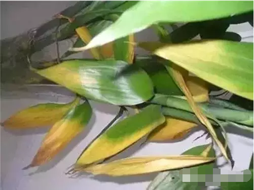 富貴竹葉子發(fā)黃圖 富貴竹葉子發(fā)黃圖